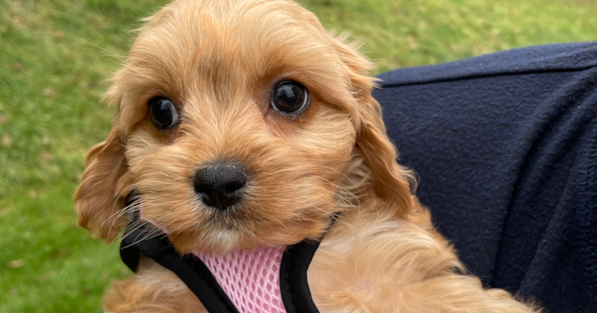 Cavachon puppy shops haircuts